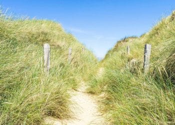 pathway surrounded with grasses