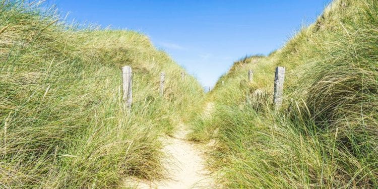 pathway surrounded with grasses