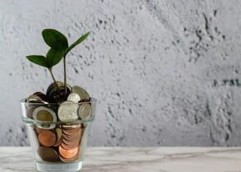 green plant in clear glass cup