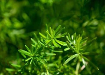 Lush green foliage fills the entire image.