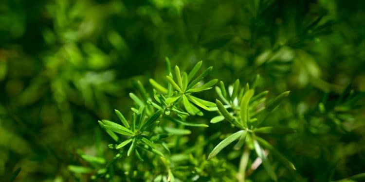 Lush green foliage fills the entire image.